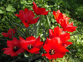 Tulipa batalinii 'Red Gem'